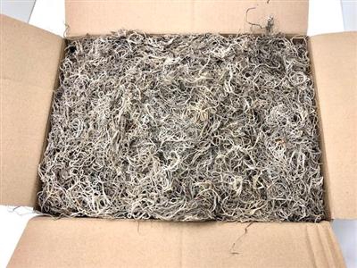 <h4>TILLANDSIA DROOG P.D</h4>
