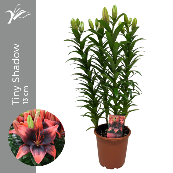 <h4>Lilium Tiny Shadow 13 cm (az. lelie)</h4>