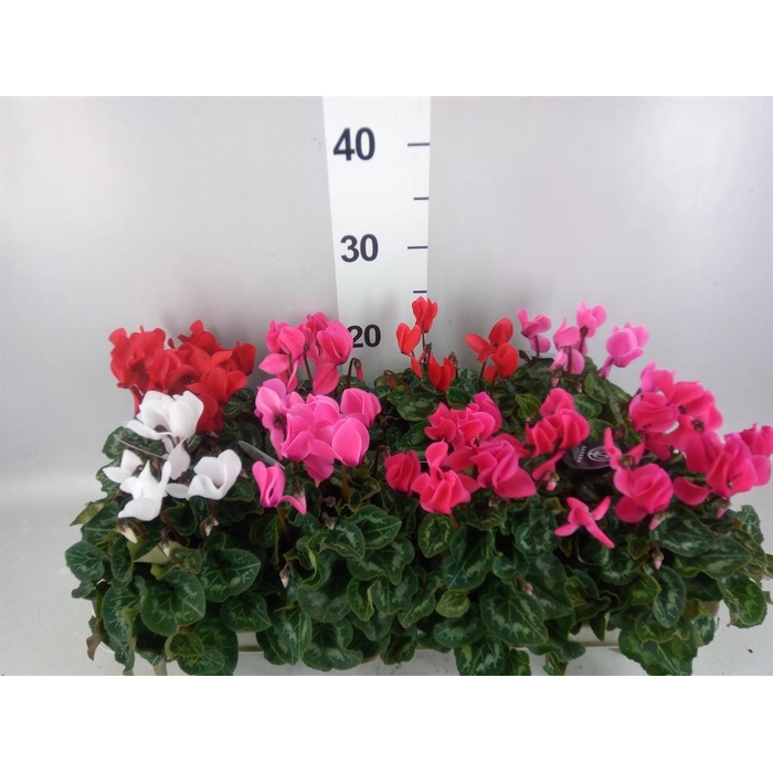 <h4>Cyclamen MD   ...patio</h4>