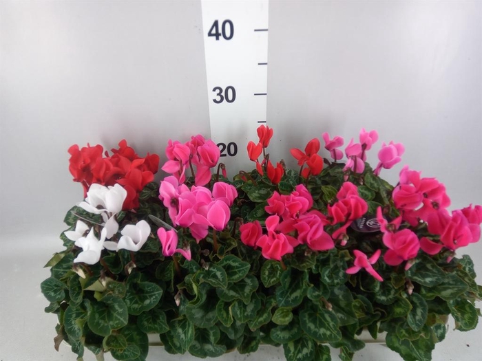 Cyclamen MD   ...patio