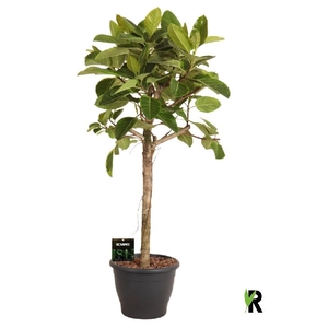 Ficus Ov Benghalensis stam Altissima
