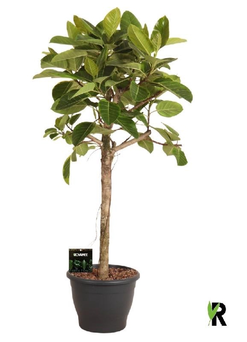 <h4>Ficus Ov Benghalensis stam Altissima</h4>