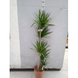 Dracaena marg.