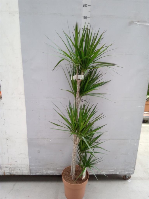 <h4>Dracaena marg.</h4>