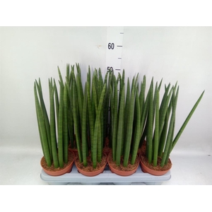 Sansevieria cyl.  ...