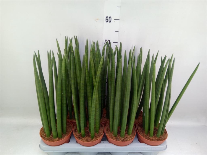 <h4>Sansevieria cyl.  ...</h4>