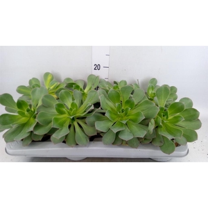 Aeonium arboreum