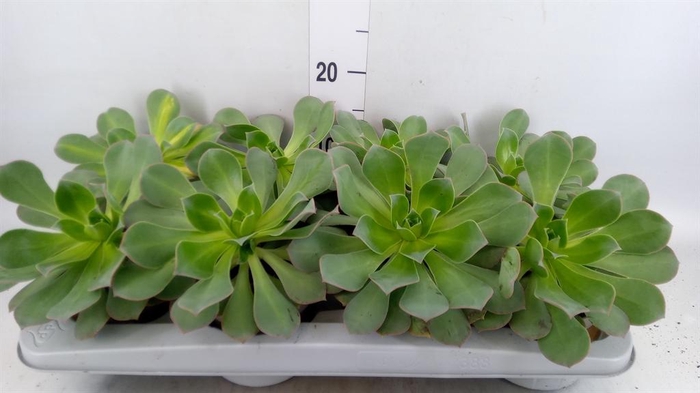 <h4>Aeonium arboreum</h4>