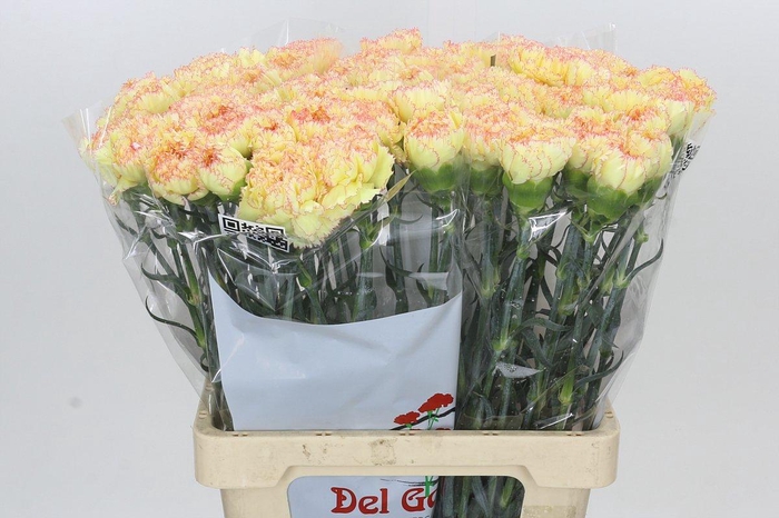 <h4>Dianthus St Ateca</h4>