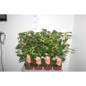 ** Came J Dr King 15 Knoppen * Autumn Promo *