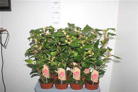 <h4>** Came J Dr King 15 Knoppen * Autumn Promo *</h4>