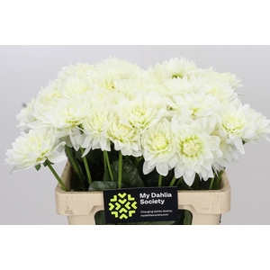 DAHLIA KARMA M. ZWAAN*