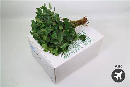 <h4>Salal Tips (air)</h4>
