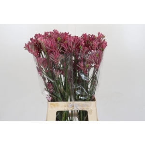 Kangaroo Paw Mini Pearl