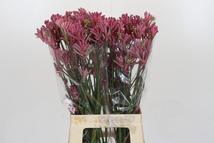 <h4>Anigozanthos Mini Pearl</h4>