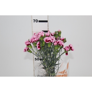 CRAVO SPRAY TANGO 060 CM