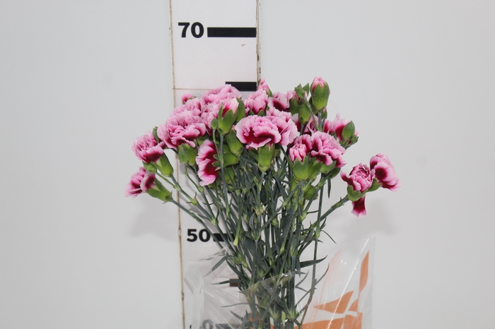 <h4>CRAVO SPRAY TANGO 060 CM</h4>