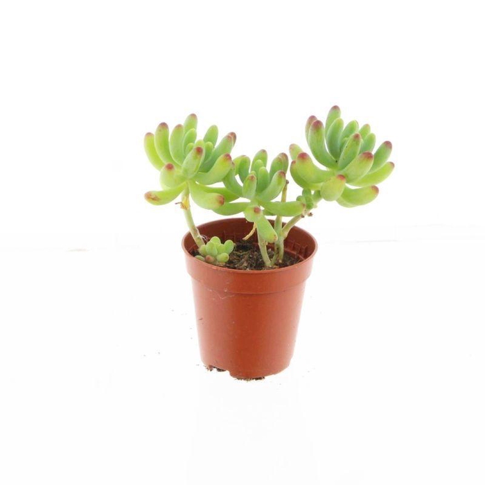 <h4>Sedum Weisneus</h4>