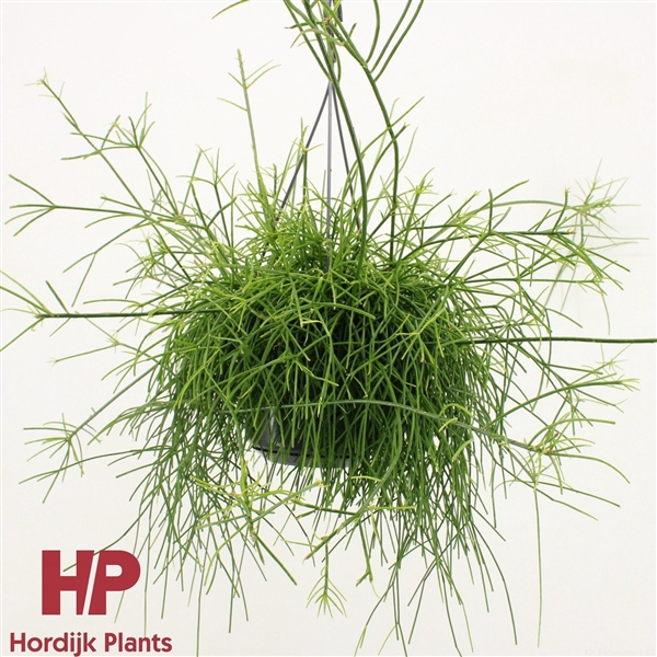 <h4>Rhipsalis baccifera 'Oasis'</h4>