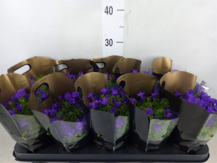 <h4>Campanula porten. 'Get Mee'</h4>