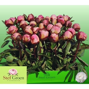 PAEO L GARDENIA