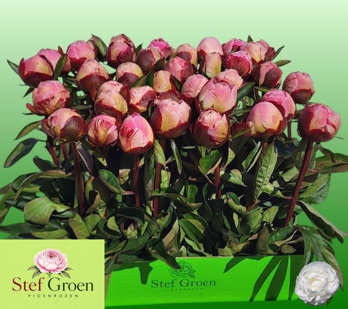 <h4>PAEO L GARDENIA</h4>