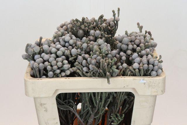 <h4>Brun Laevis</h4>