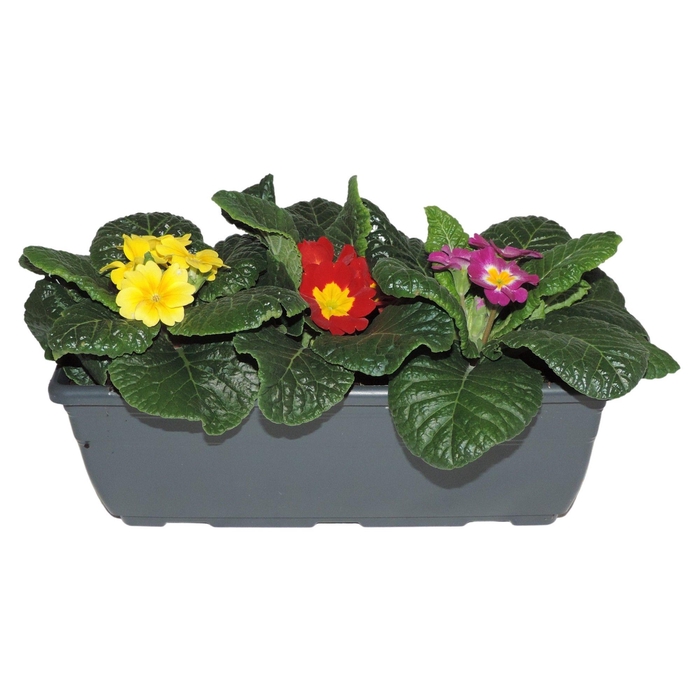 <h4>Primula Ac Gemengd Balkonbak</h4>