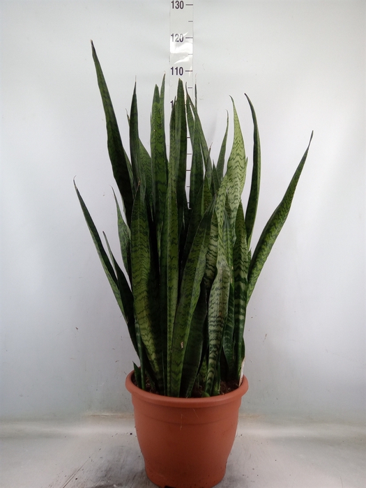 <h4>Sansevieria zeylanica</h4>