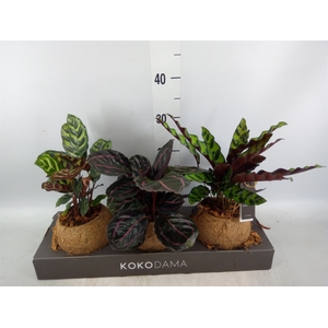 Calathea   ...mix 3