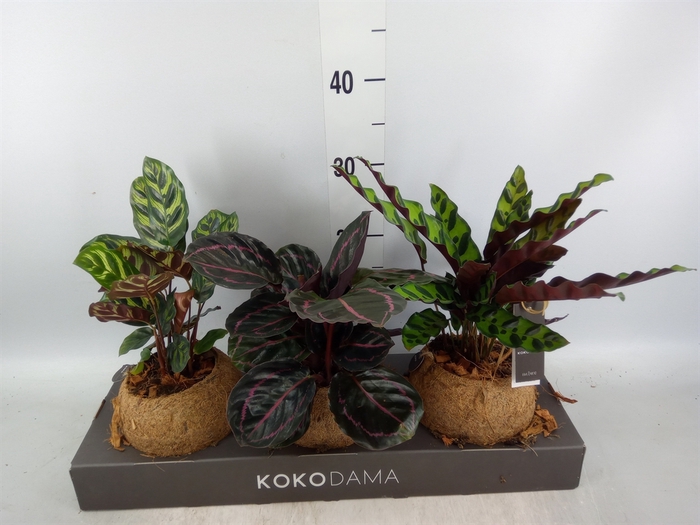 <h4>Calathea   ...mix 3</h4>