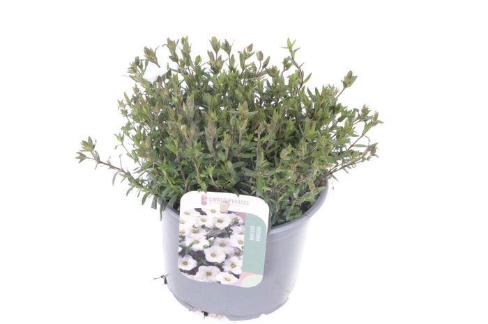 <h4>Arenaria montana</h4>