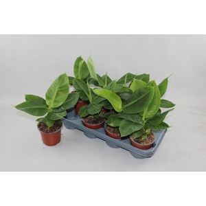 MUSA DWARF CAVENDISH