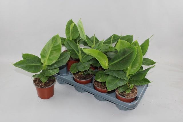 <h4>MUSA TROPICANA</h4>