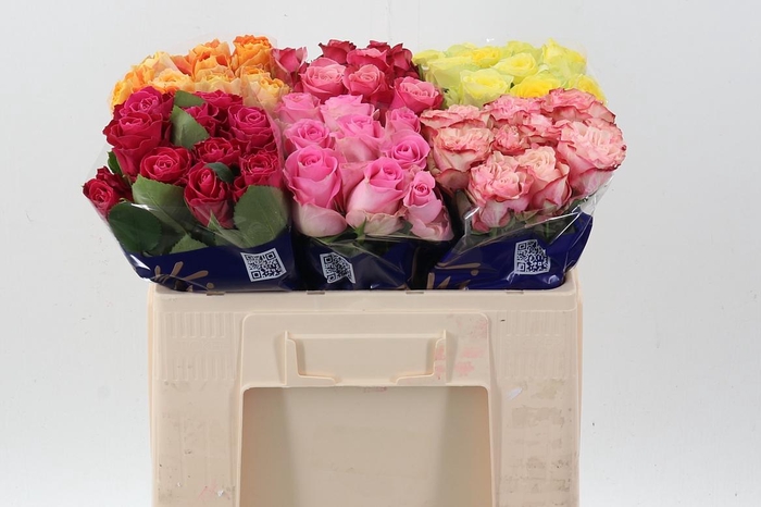 <h4>R Gr Gem In Fust</h4>