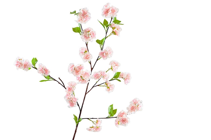 Blossom Pink