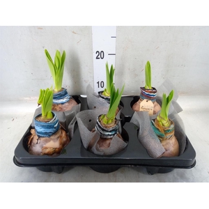 Hippeastrum   ...waxed