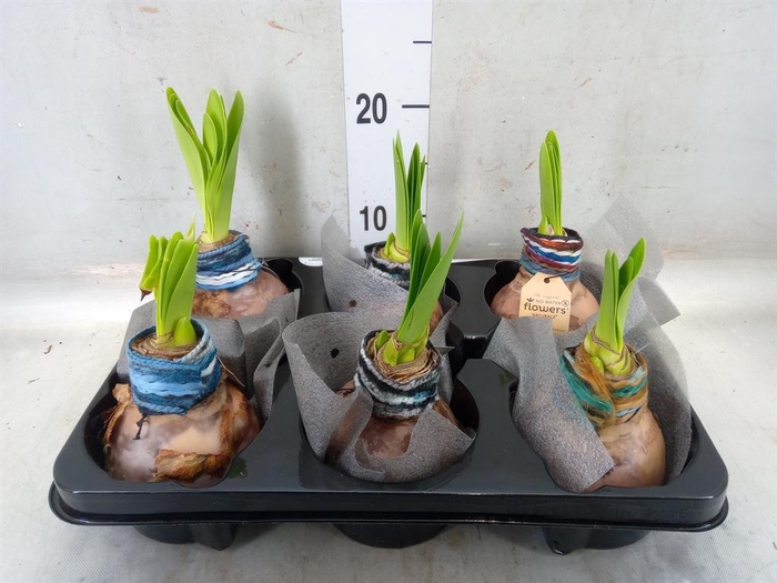 <h4>Hippeastrum ...waxed</h4>