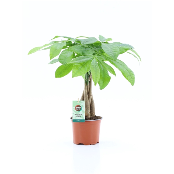 <h4>Pachira Aquatica gevlochten stam</h4>