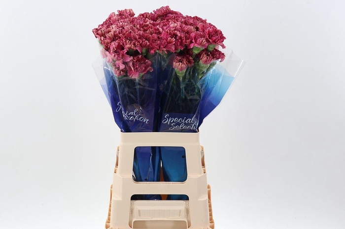 <h4>Di St Viper Wine Hi</h4>