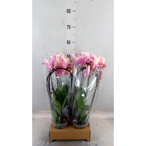 Phalaenopsis  'Elegant Cascade'