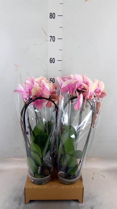 <h4>Phalaenopsis 'Elegant Cascade'</h4>