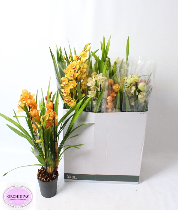 <h4>CYMB GEMENGD</h4>