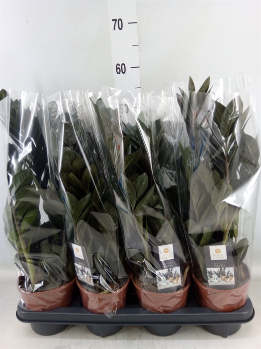 <h4>Zamioculcas zamiifolia 'Dowon'</h4>