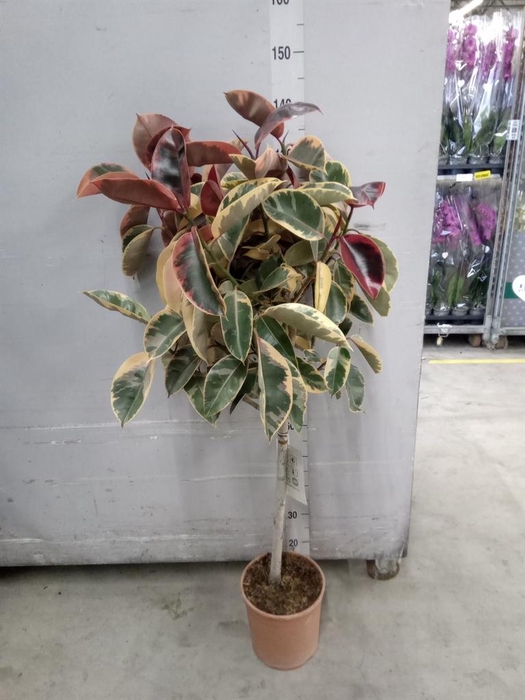 <h4>Ficus   ...</h4>