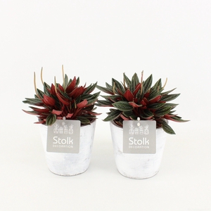 Peperomia Rosso 10,5 in White Wash pot