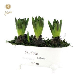 Hyacinth mix 3904 badkuip 3pp