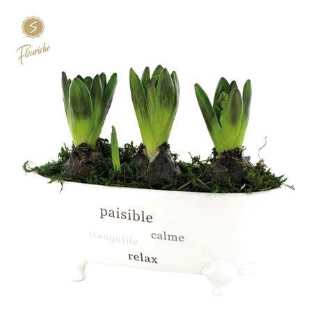 <h4>Hyacinth mix 3904 badkuip 3pp</h4>