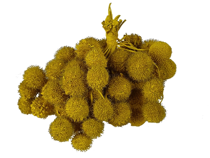Small ball per bunch in poly Yellow