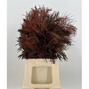 Acacia D Gaulois Red Rosso